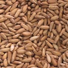 Siachen Organic Chalgoza – Nutty Goodness from the Mountains